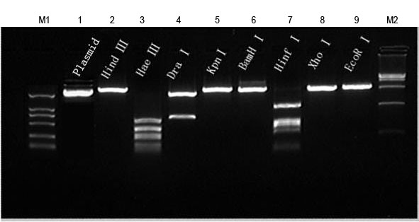DNA Ladder DNA Ladder